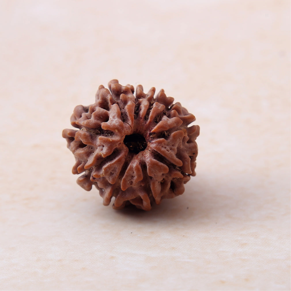 Siddh 10 Mukhi Rudraksha